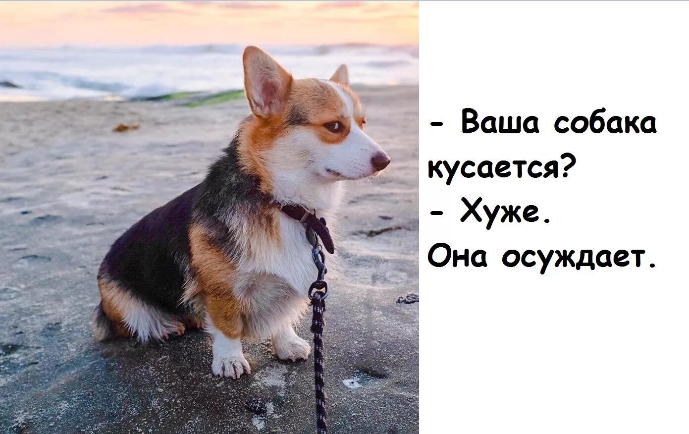 Не кусается не бросается. Собака осуждает. осуждающий пес. ваша собака кусается осуждает. осуждающий взгляд собаки.