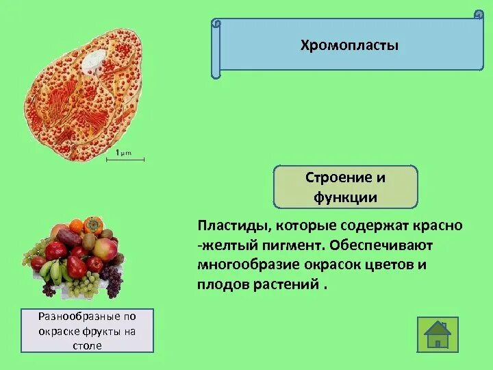Плод выполняет функцию