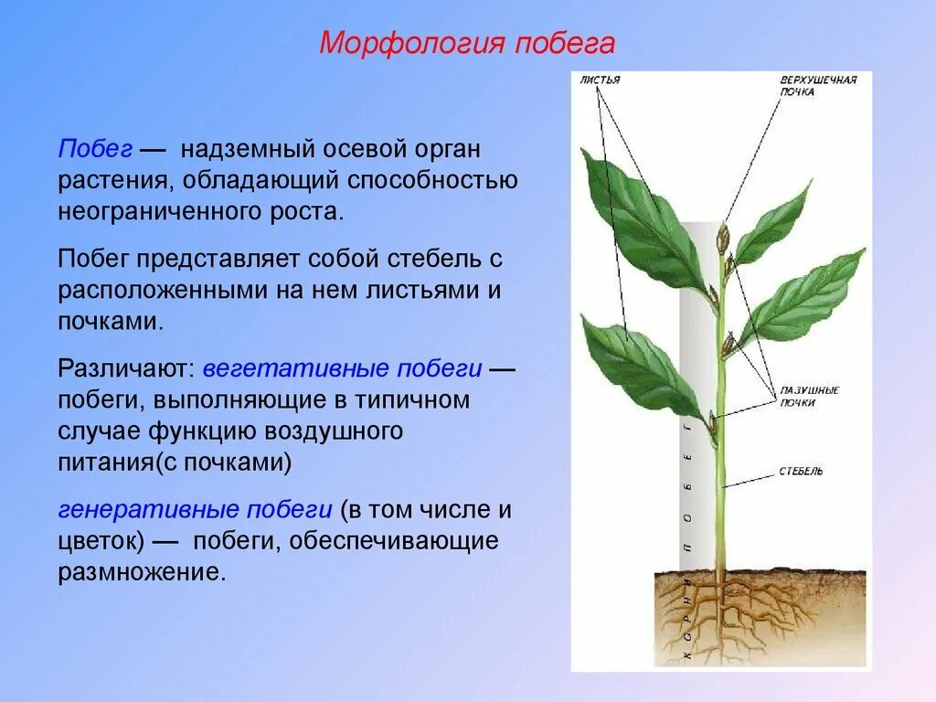 Какую функцию выполняет вода в растении. Морфологическое строение побега. Морфологическое строение растений. Морфологическое строение стебля. Органы растений стебель.