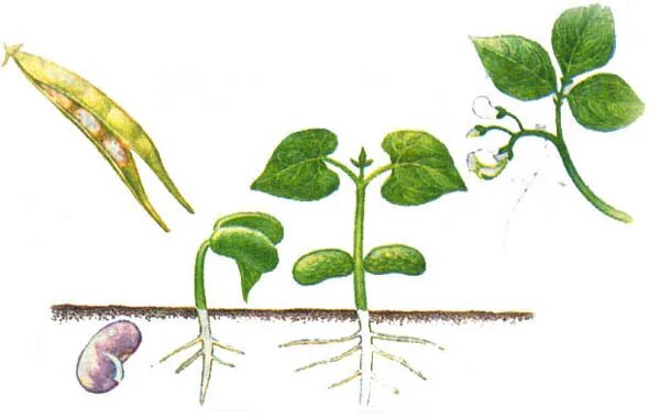 Этапы развития растений. Развитие растений рисунок. Развитие растения из семени. Стадии развития цветка.