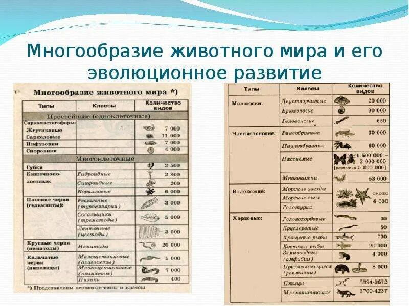 Тип Хордовые. Эволюция органов и функциональных систем позвоночных