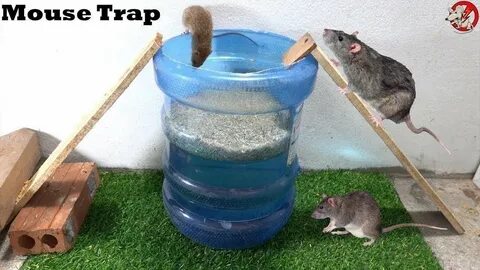 Ловушка для крыс из ведра