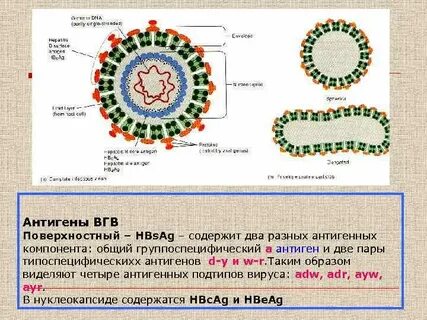 Антиген вируса гепатита в