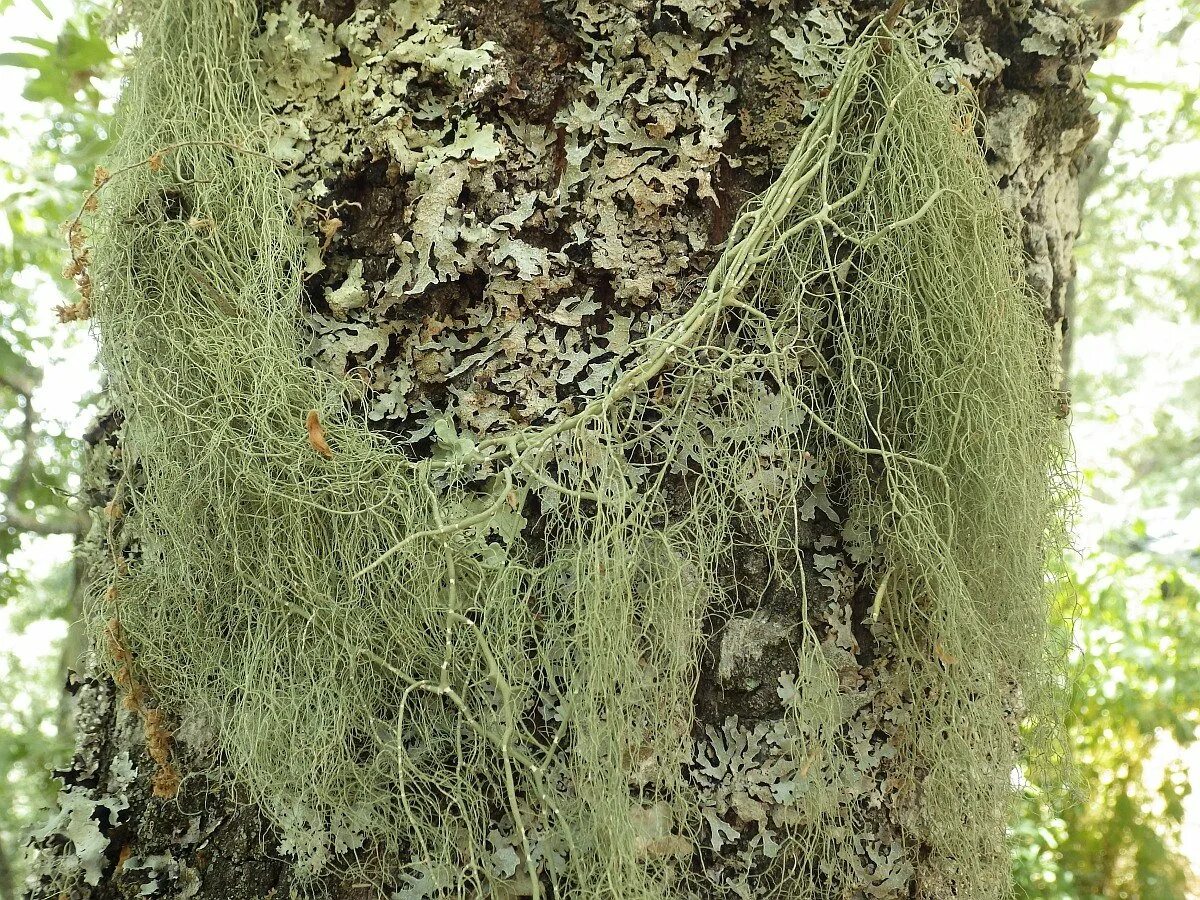 Сфагнум на дереве. Мох березка. Мхи и лишайники на деревьях. Эверния сливовая лишайник. Мох березка.