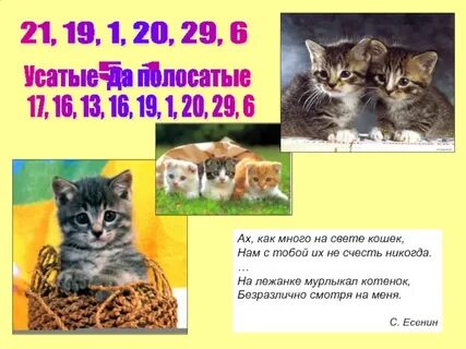 Ах кошка кошка кошка