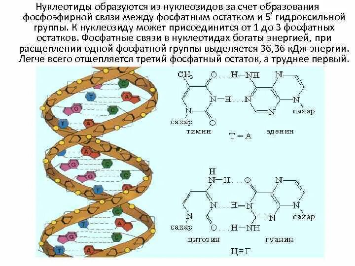 Связь между фосфорными остатками в атф. Связь между фосфорными остатками в атф