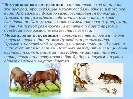 Внутривидовые отношения изучают на уровне