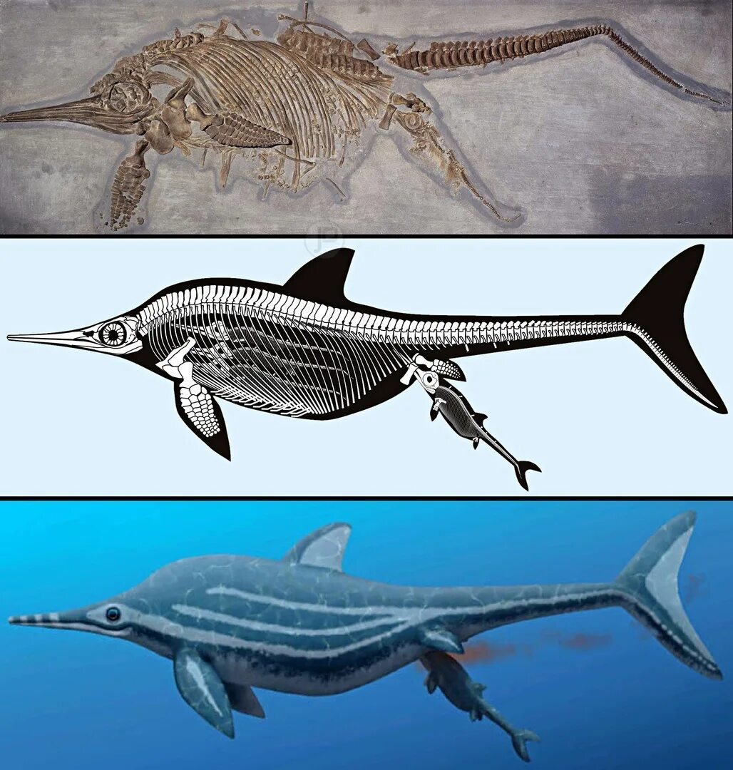 Рыба ихтиозавр. Ихтиозавр Гектора. Ихтиозавры Триасового периода. Ихтиозавр динозавр. Ихтиозавры Юрского периода.