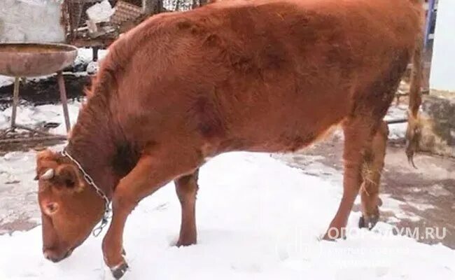 Год красной коровы. Красно Степная порода Бычков. Красная Степная корова. Красная Степная порода коров. Красный теленок.