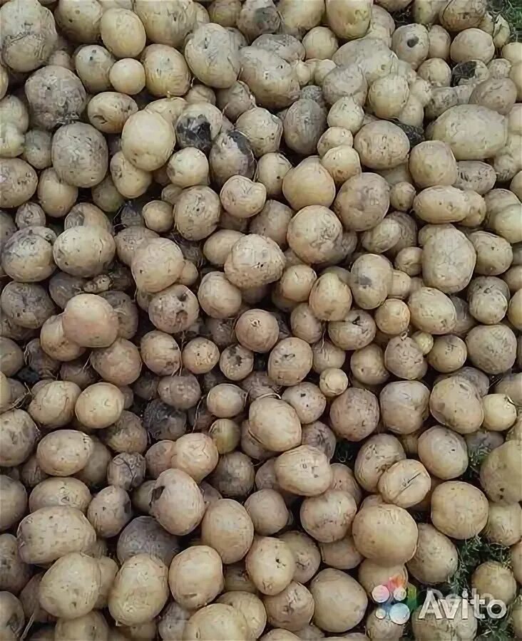 Картофель посевной - купить в Дятьково, цена 120 руб., продано 1 мая 2020 - Раст