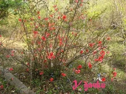 Айва обрезка и формирование