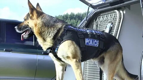 K 9 0