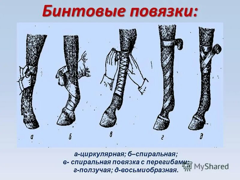 Техника наложения повязок животным