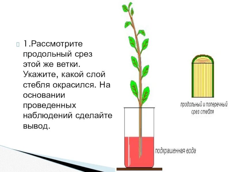 Какой слой проводит соки питающие дерево. Какой слой проводит соки питающие дерево