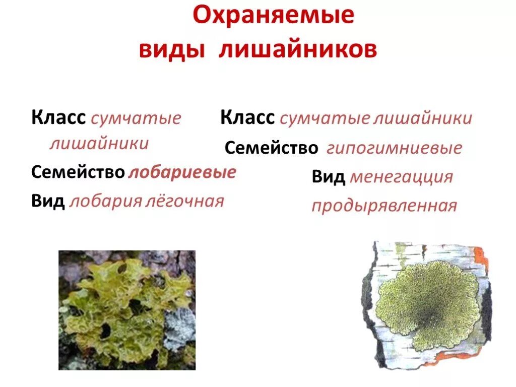 Разновидности лишайников 5 класс биология. Лишайники классификация 5 класс биология. Лишайники и виды лишайников. Примеры грибов лишайников