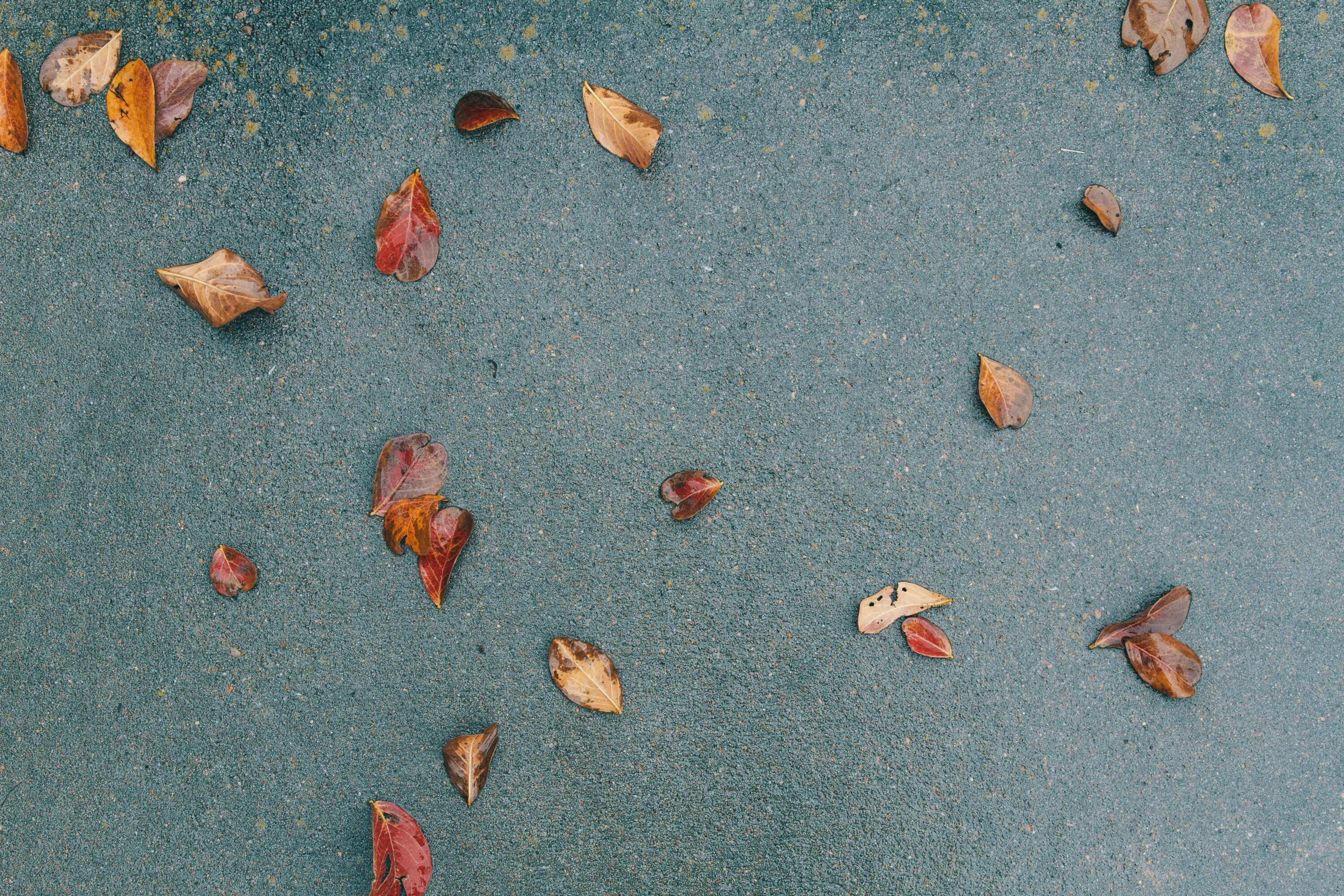 The browns leave. Текстура листьев на тротуаре. Песок и листья. Осенние листья на песке. Песок с листьями текстура.