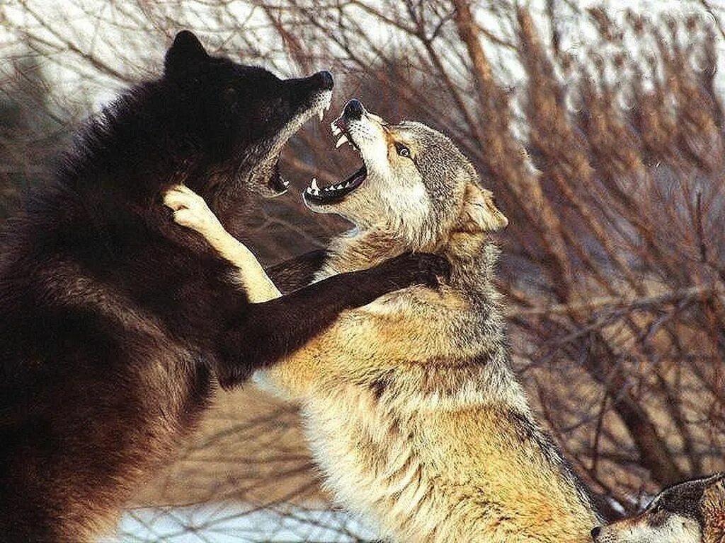 Волки любовь. Среди зверей есть