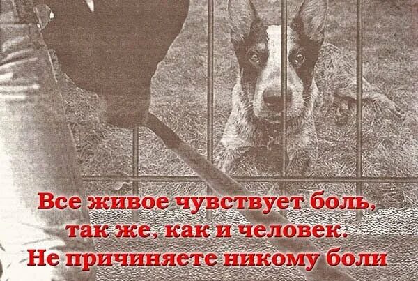 Вихров видеть не мог бедных животных. Защита бездомных животных. фразы про животных и людей. плохое отношение к животных цитаты.