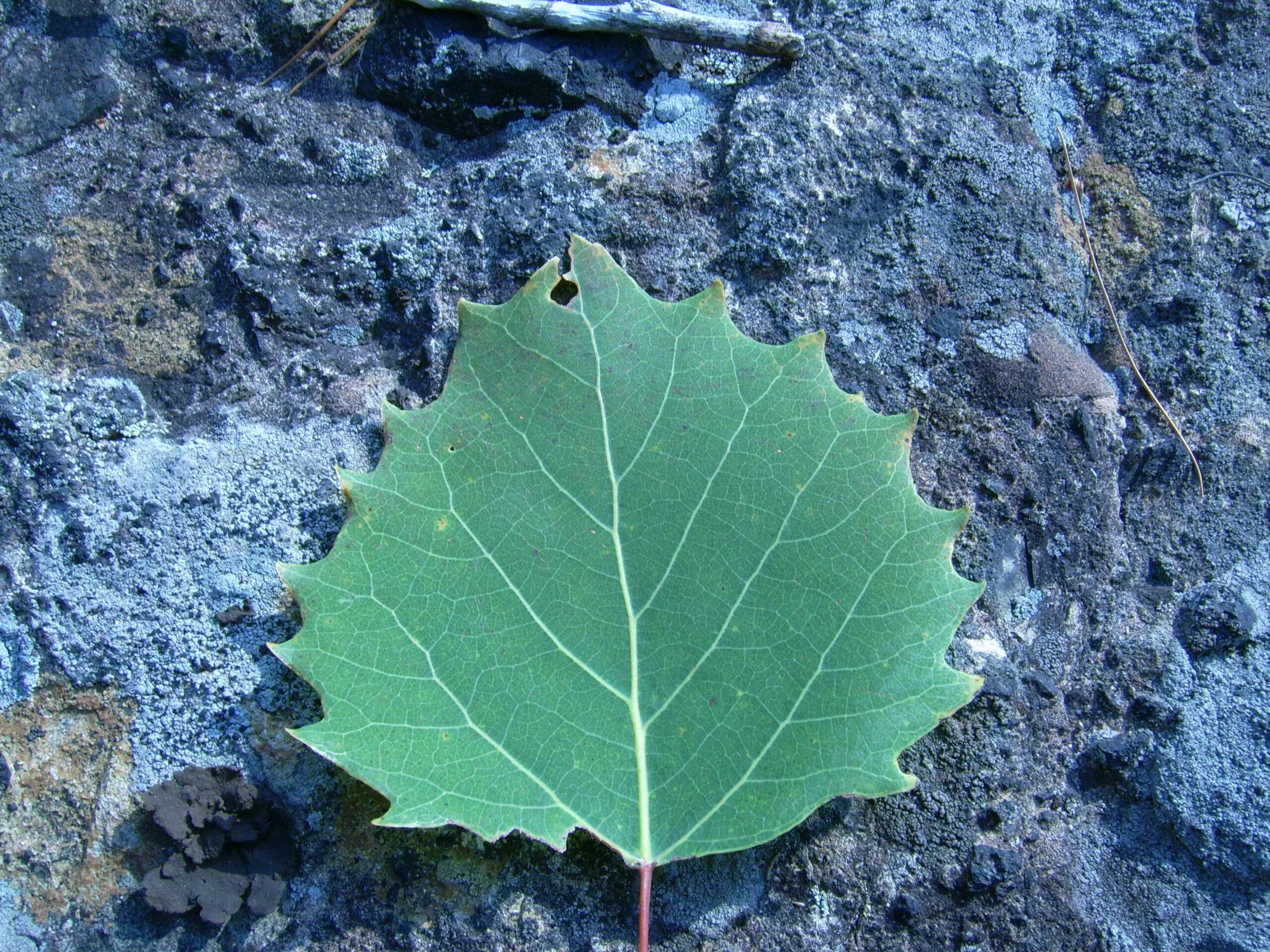 Осиный лист. Осина крупнозубчатая. тополь крупнозубчатый (populus grandidentata). клён крупнозубчатый. лист осины.