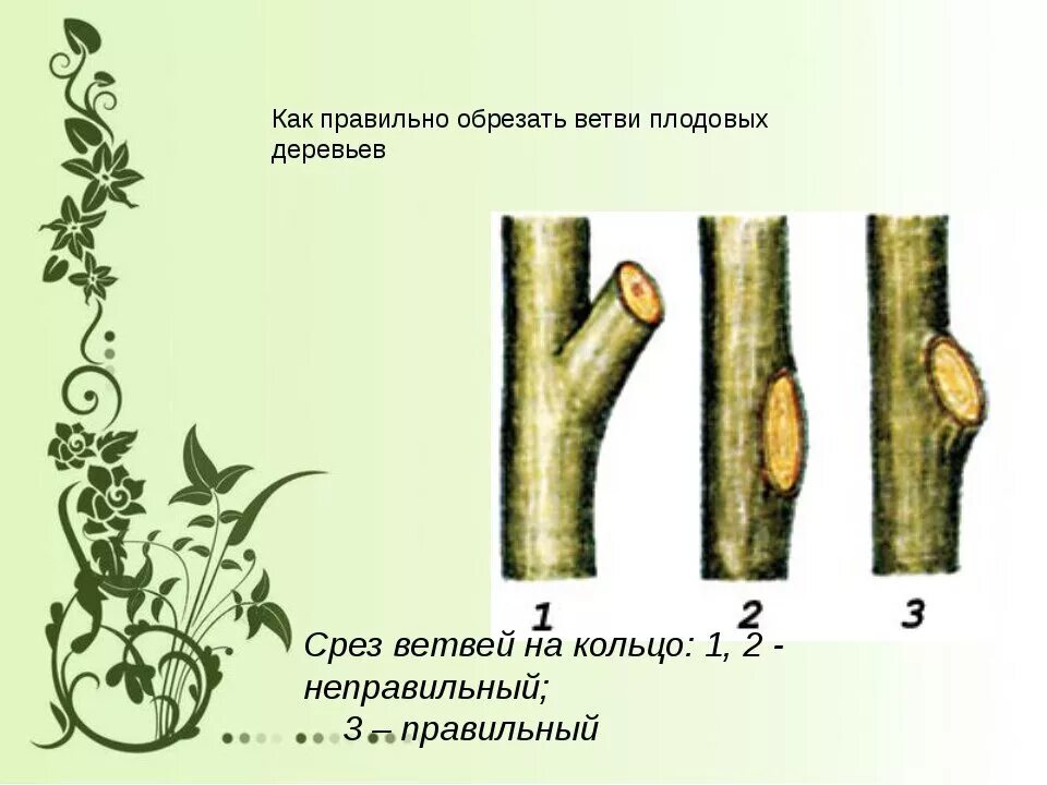 Срез на кольцо. Как правильно обрезать ветки деревьев. Как правильно обрезать ветки плодовых деревьев. Срез веток плодовых деревьев. Правильный срез ветки дерева.