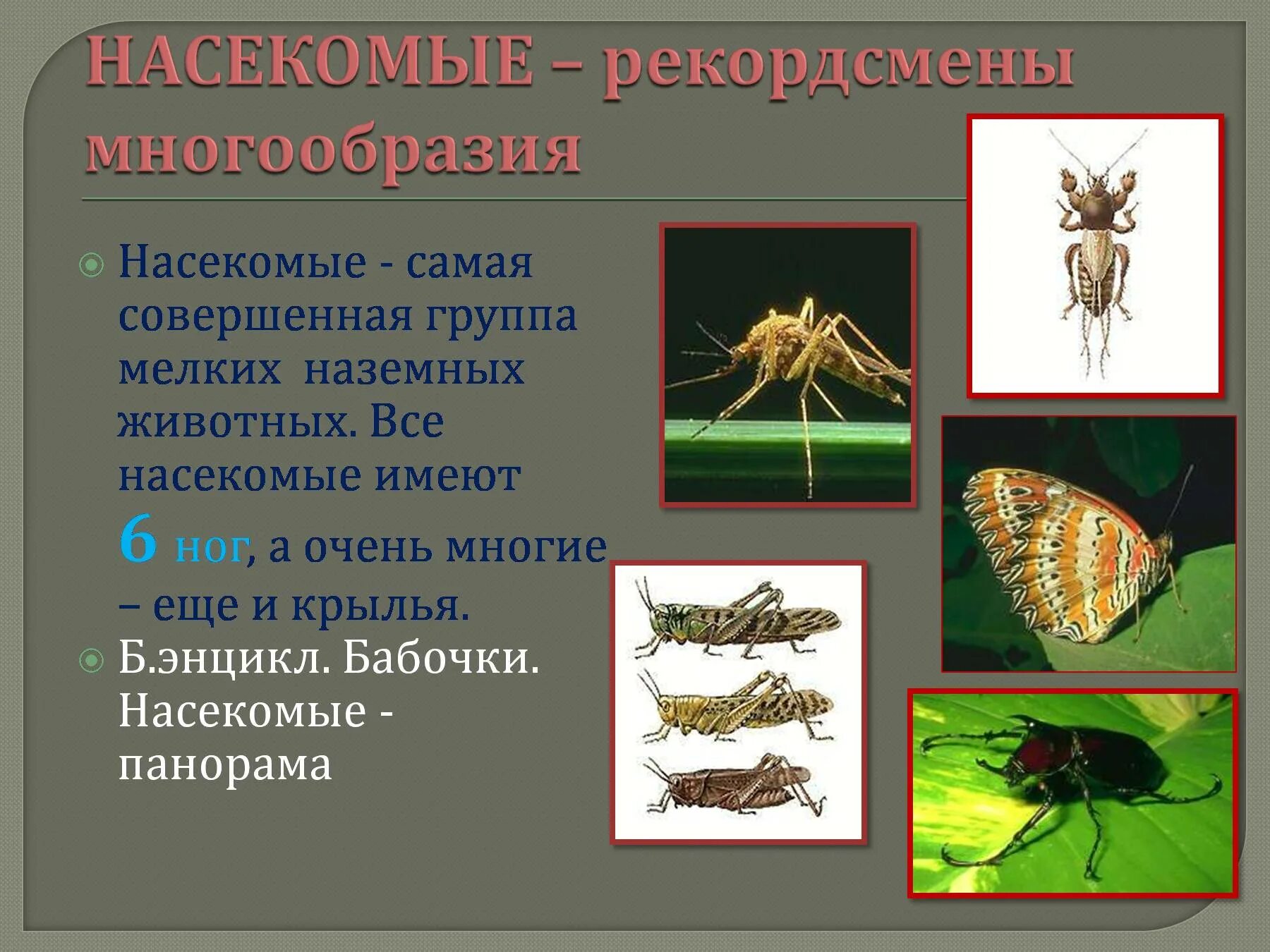 Ракообразные паукообразные насекомые конечности. Разнообразие насекомых. Насекомые Тип членистоногих. Класс насекомые многообразие. Наземные беспозвоночные.