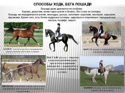 Способ бега лошади букв