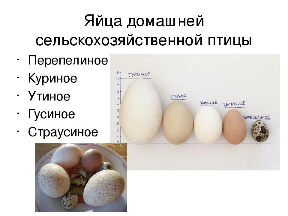 Размер яйца со. Яйца домашних птиц. Разные виды яиц. Видя яиц. Виды яиц домашних птиц.