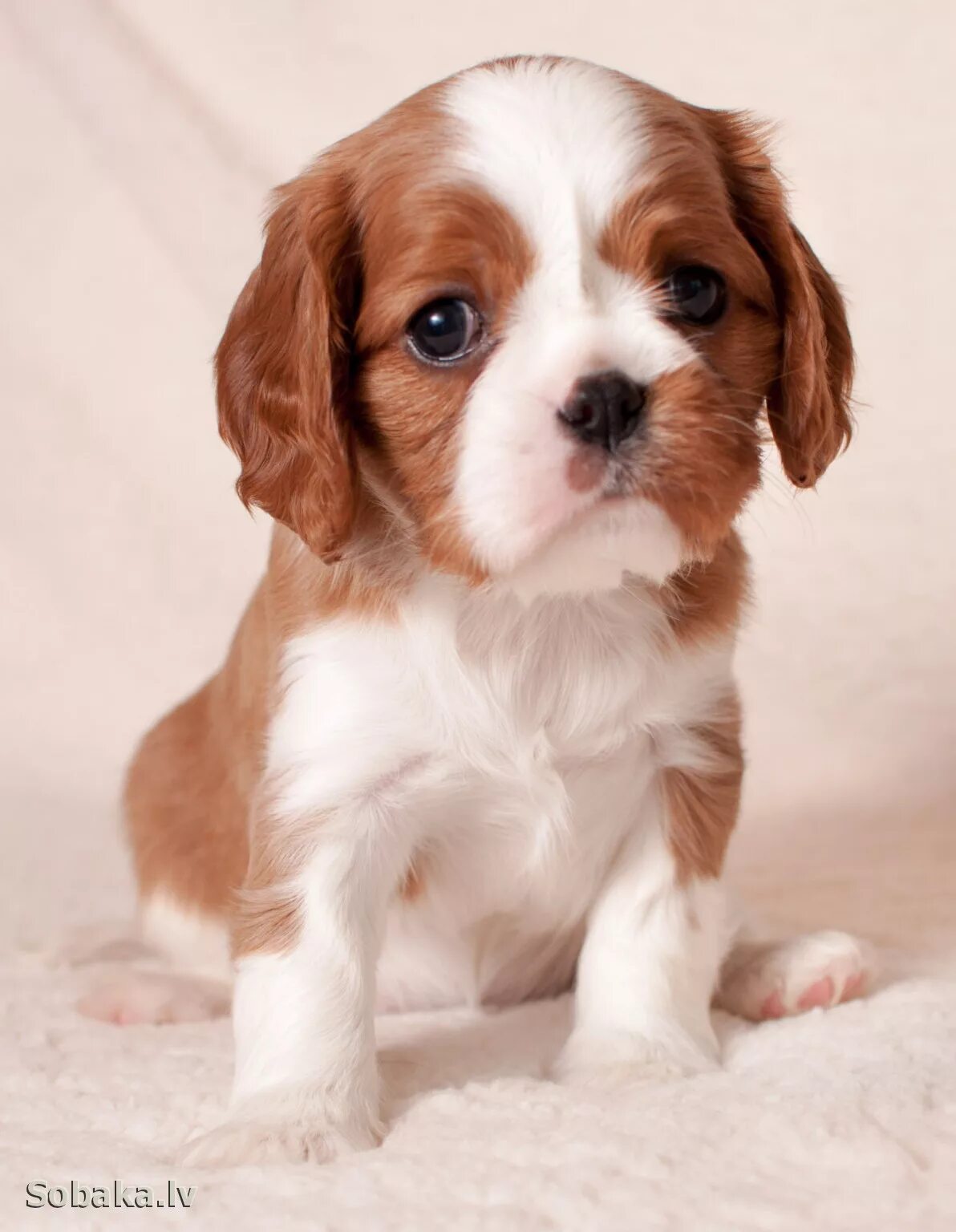 Порода собак кинг чарльз фото Cavalier King Charles Spaniel Puppies Cavalier king charles dog, Spaniel puppies