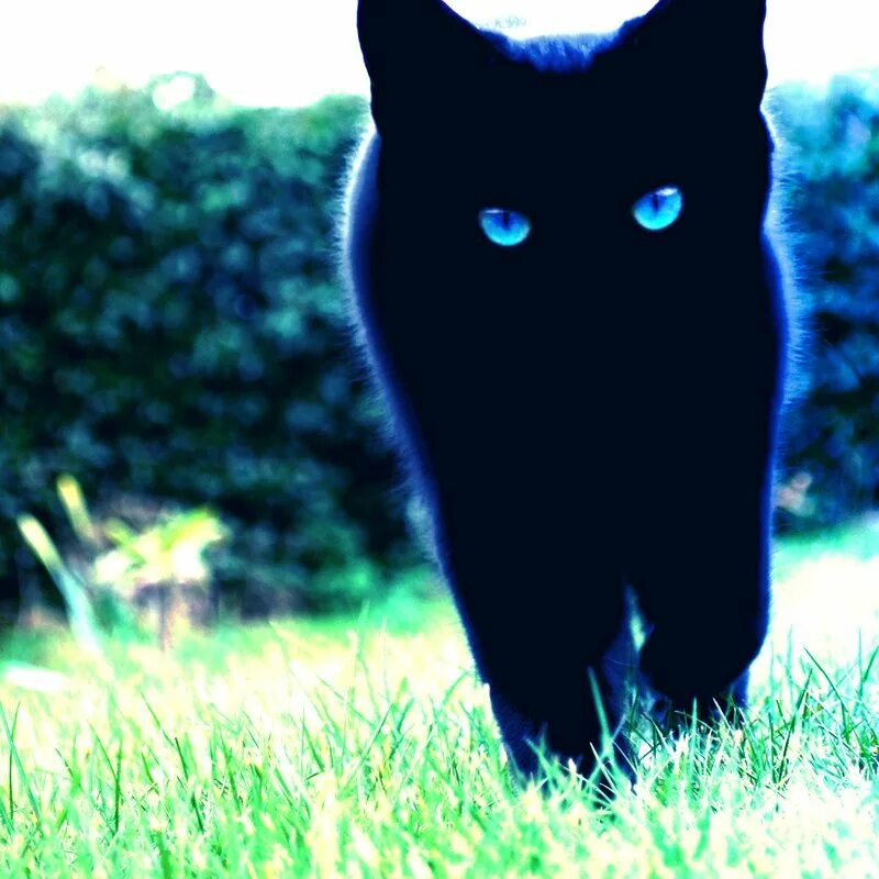 Черный кот с голубыми глазами. Чёрный кот с синими глазами. Чёрная кошка с голубыми глазами. Чёрная кошка с синими глазами.