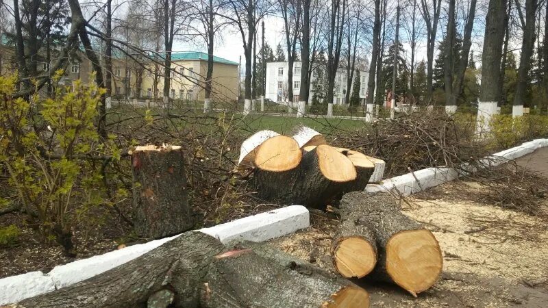 Обрезка деревьев в курске. Обрезка деревьев в курске
