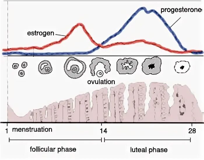 Luteal phase. Normal menstrual Cycle. Прогестерон по дням цикла. Прогестерон в слюне