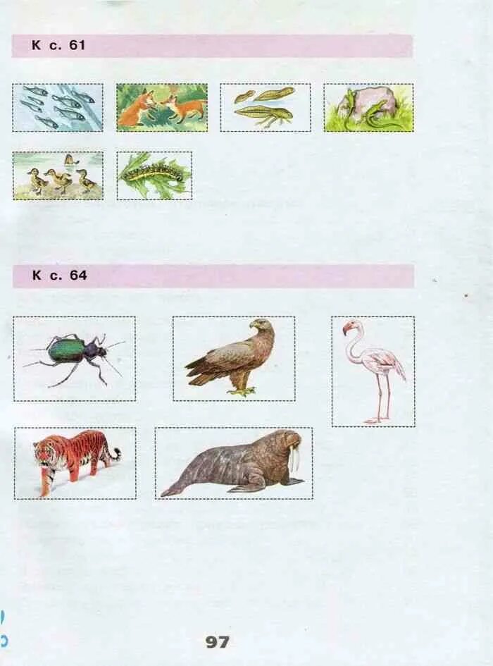 Тест разнообразие животных 3 класс плешаков. Мир животных окружающий мир 3 класс рабочая тетрадь Плешаков. Окружающий мир 3 класс иллюстрации. Рисунок по окружающему миру 3 класс. Окружающий мир 3 класс рабочая тетрадь 1 часть Плешаков стр 97.