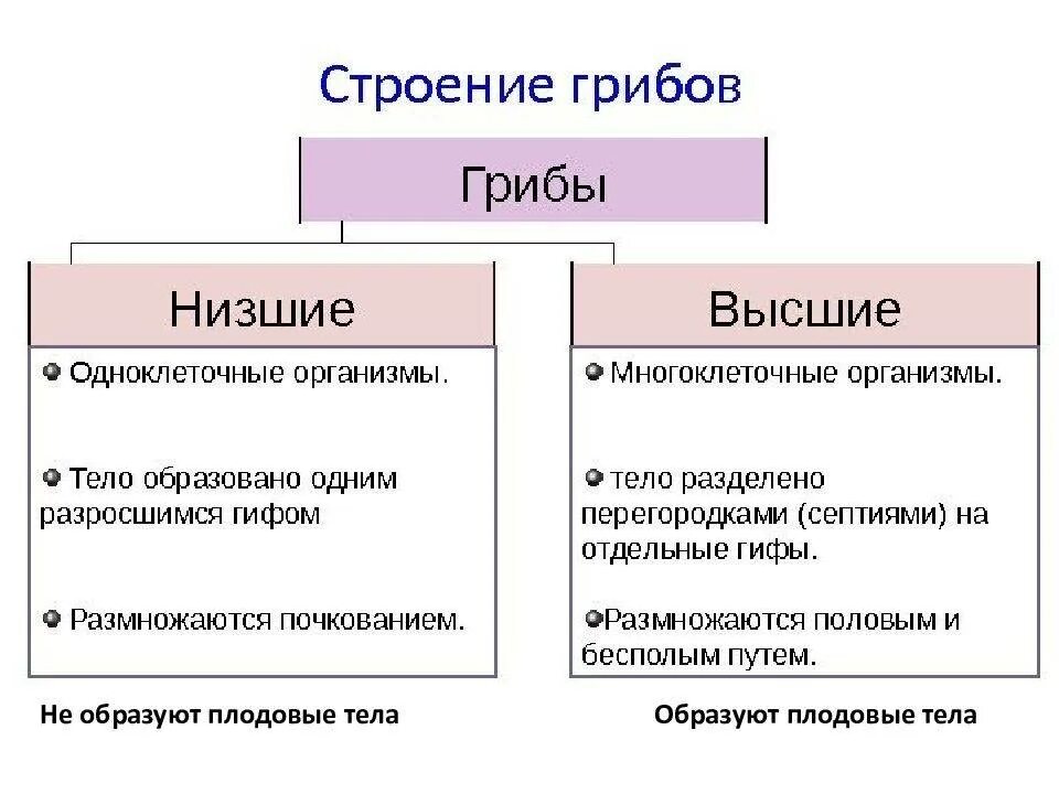 Чем отличается высокая. Общая характеристика низших грибов. Отличия высших и низших грибов. Характеристика высших и низших грибов. Высшие и низшие грибы отличия.