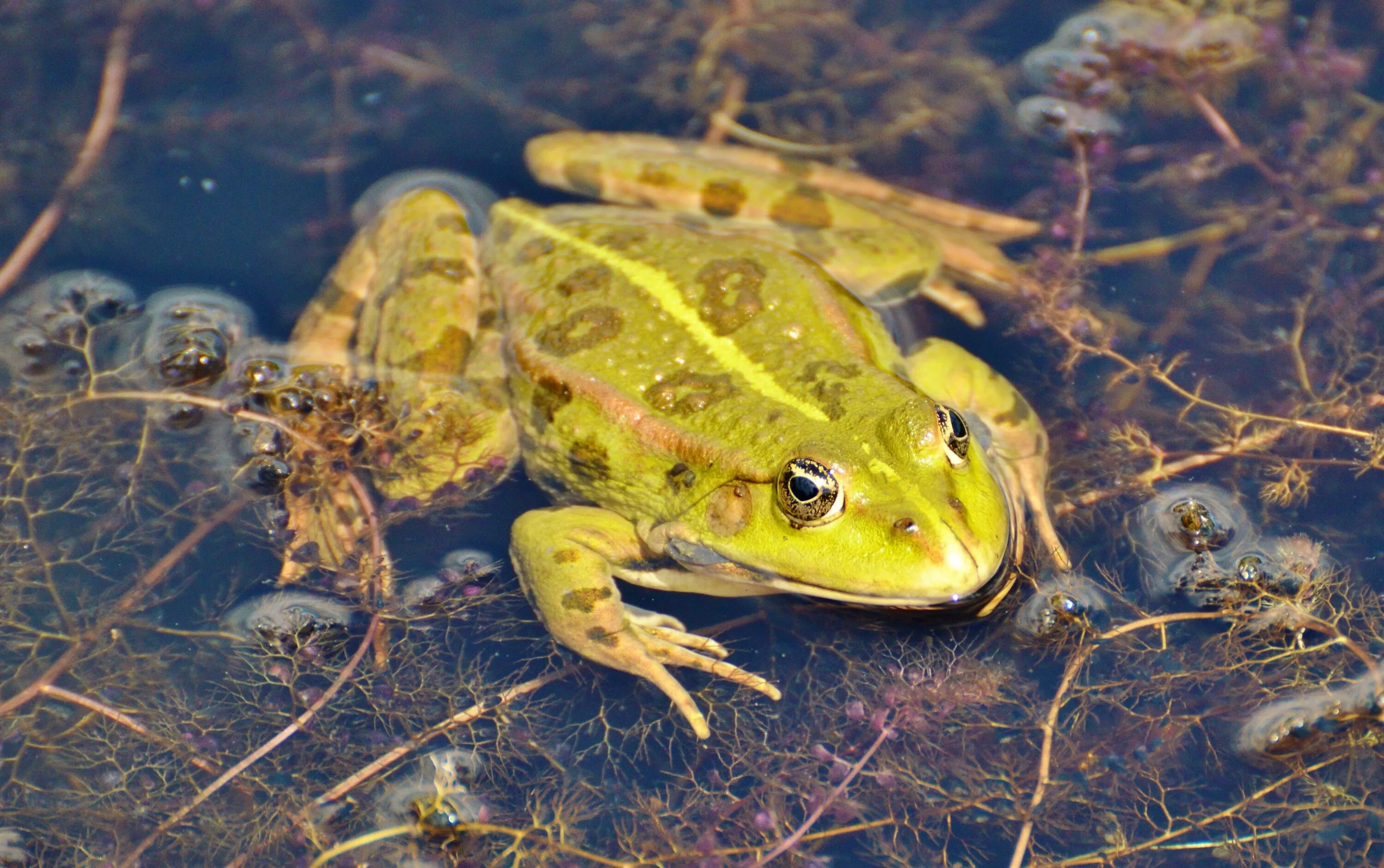 Любой земноводный. Прудовые лягушки. Прудовая лягушка Лягушонок. Зеленая Прудовая лягушка. Водяная жаба.