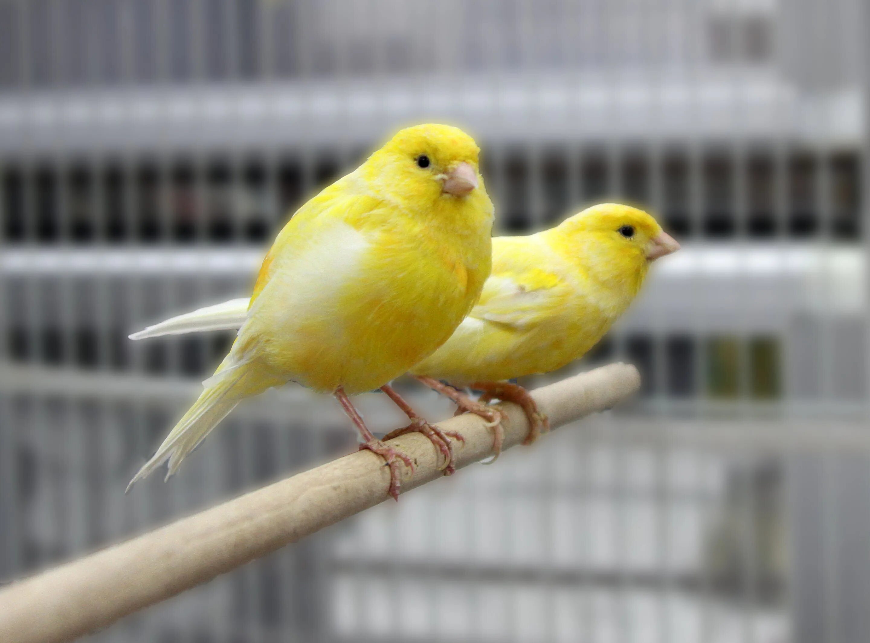 Canary перевод. Канарейка кенар. Белый кенар. Певчая птичка канарейка. Швейцарская канарейка.