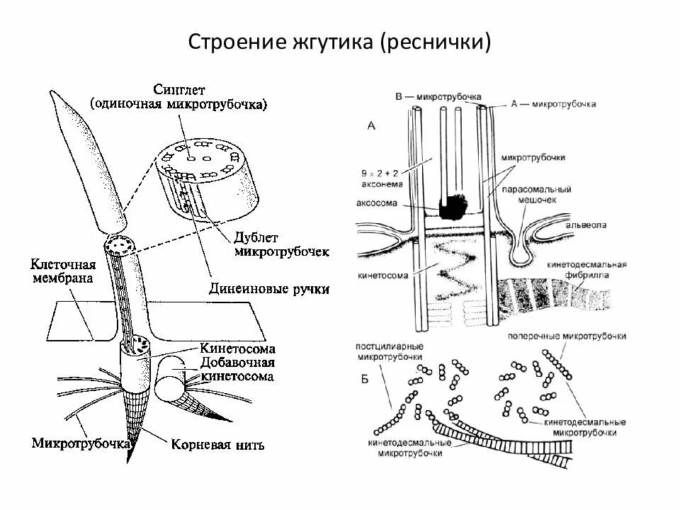 Реснички и жгутики строение и функции. Жгутики и реснички характеристики. Жгутики и реснички характеристики. Жгутики строение и функции. Строение жгутика эукариот.