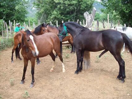 Cavalo metendo na egua