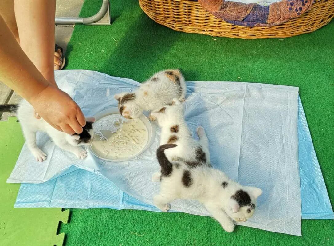 С какого возраста котят приучают. Самостоятельный котенок. Когда котята начинают сами кушать. Котенок сирота. Когда котята едят самостоятельно.