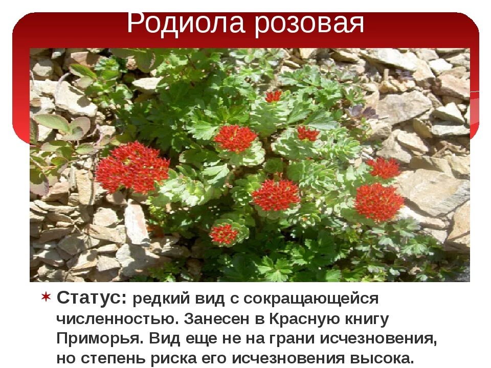 Растения из красной книги приморского края. Растения из красной книги приморского края. Растения занесенные в красную книгу в приморском крае. Красная книга приморского края растения. Растения приморского края занесенные в красную книгу.