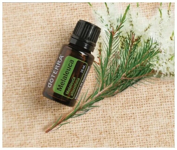 Дотерра масло ели. ДОТЕРРА Tea Tree. Чайное дерево ДОТЕРРА Tea Tree. Чайное дерево DOTERRA 5 ml. Melaleuca DOTERRA масло.