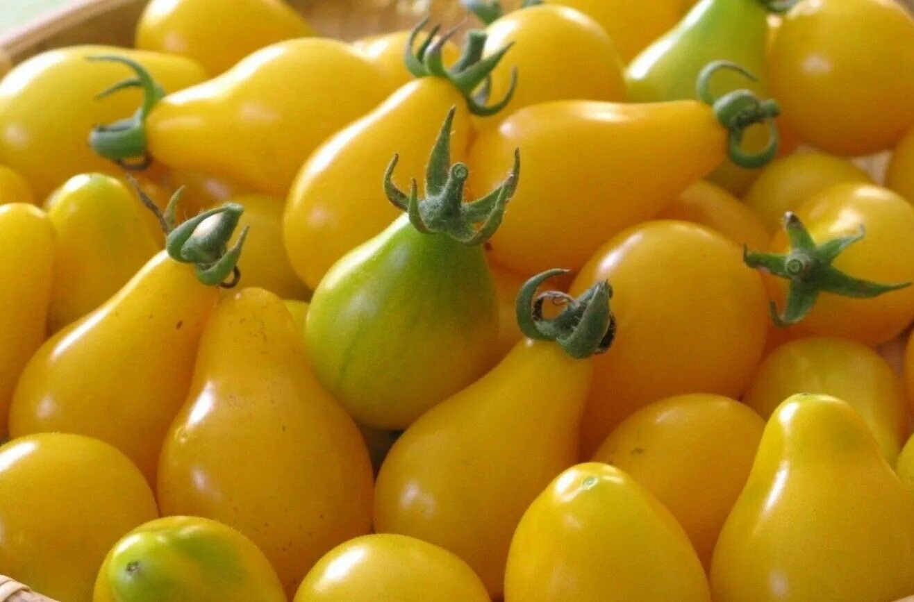 Pear tomato