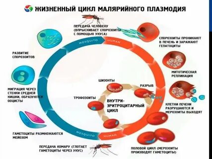 Цикл 7 класс биология
