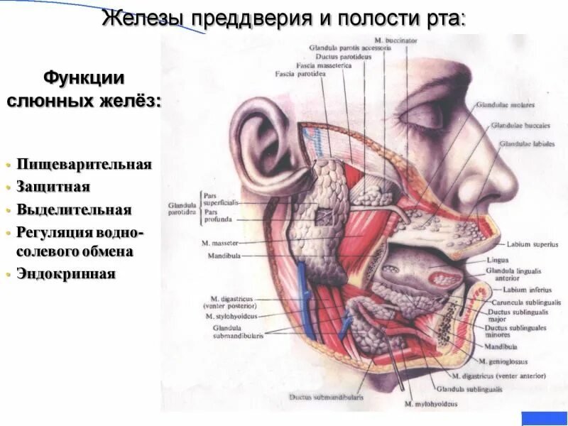 Околоушная слюнная железа анатомия латынь. Проток околоушной железы анатомия. Слюнные железы топография строение. Слюнные железы анатомия схема у человека. Строение околоушной железы