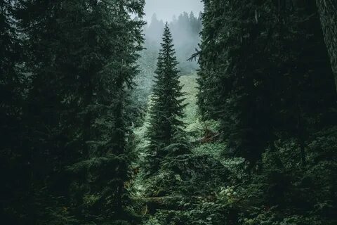Люблю хвойный лес
