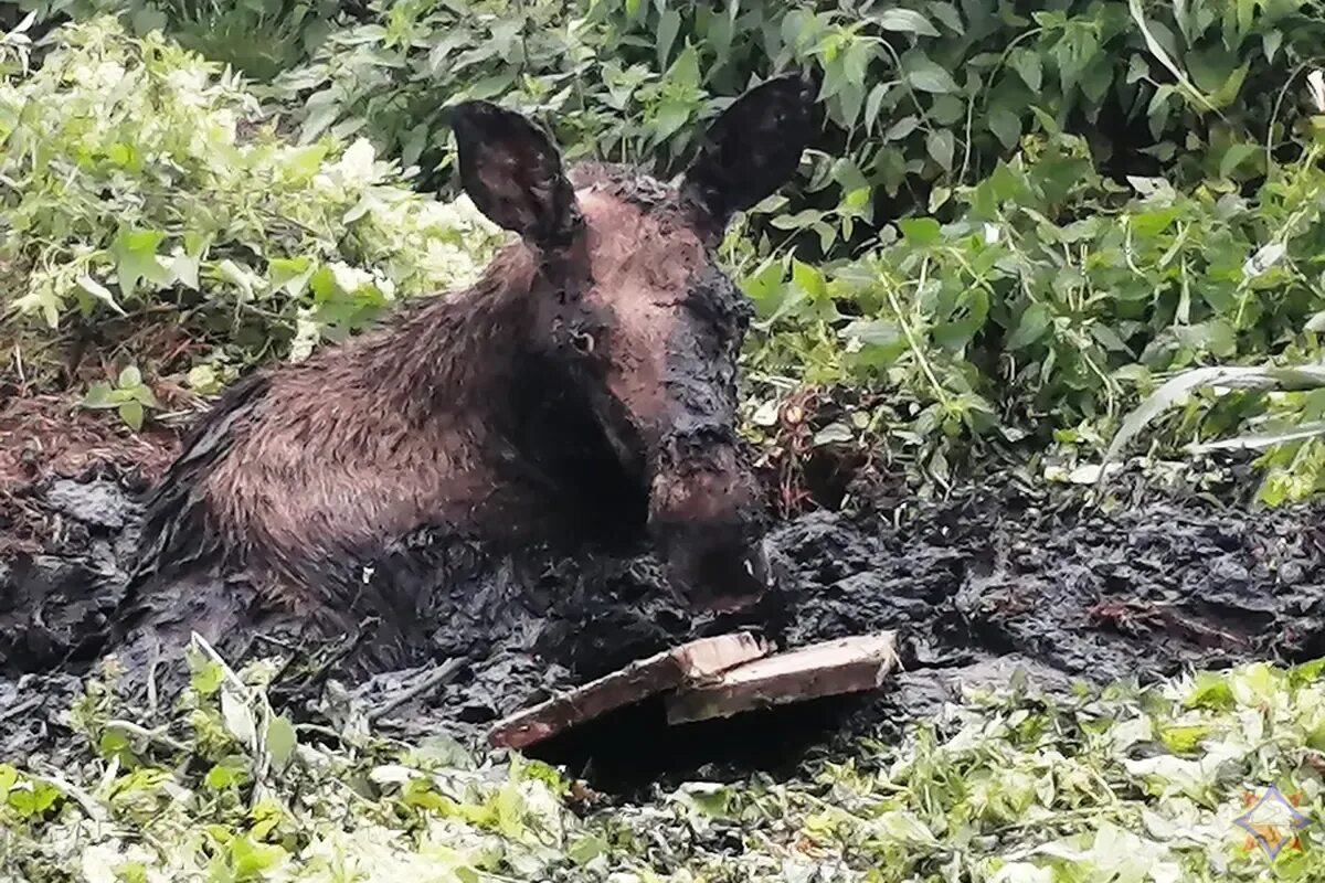 Лось на болоте. Спасение лосей из трясины.