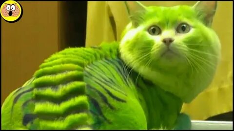 I am green cat
