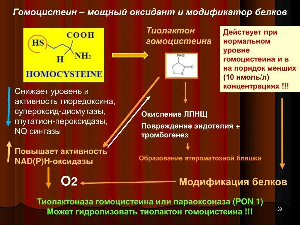 Гомоцистеин. Тиолактон гомоцистеина. Гомоцистеин функция в организме. Норма гомоцистеина у мужчин.