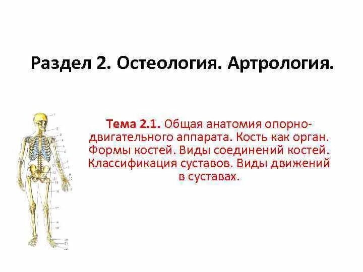 Остеология анатомия 1 курс. Методички лечteam общая неврология. Остеология анатомия человека. Остеология анатомия человека. Латынь остеология термины.