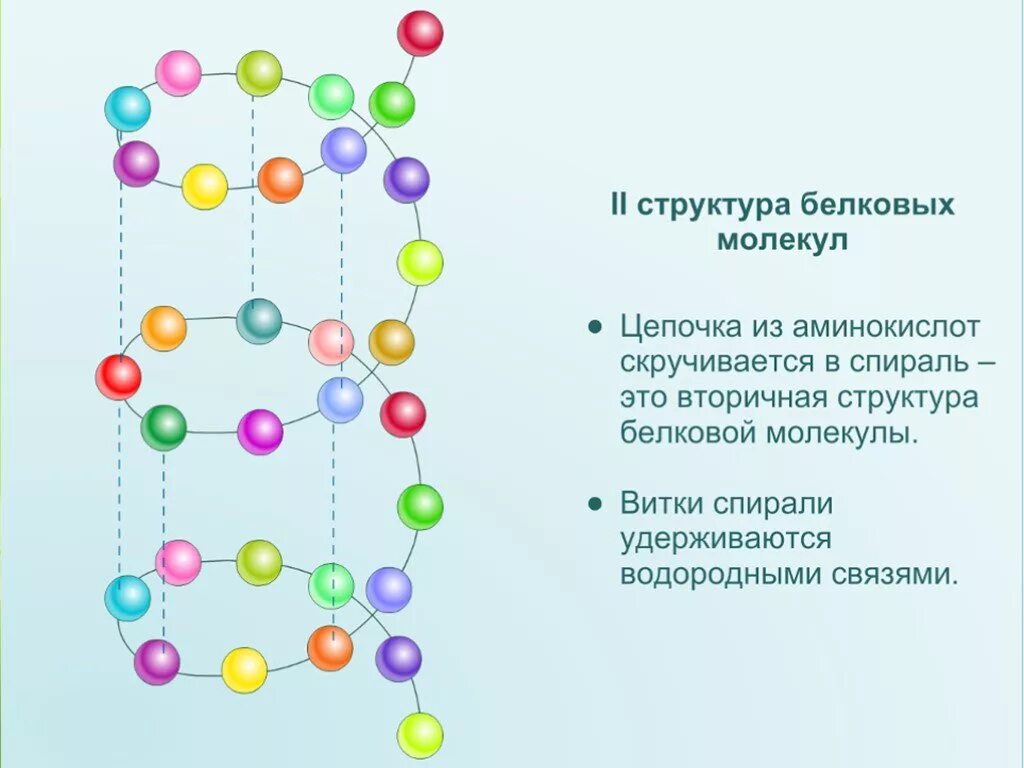 Белки соединение в цепи. Цепочка аминокислот структура. Цепочка аминокислот белка. Цепочка из аминокислот. Вторичная структура аминокислот.