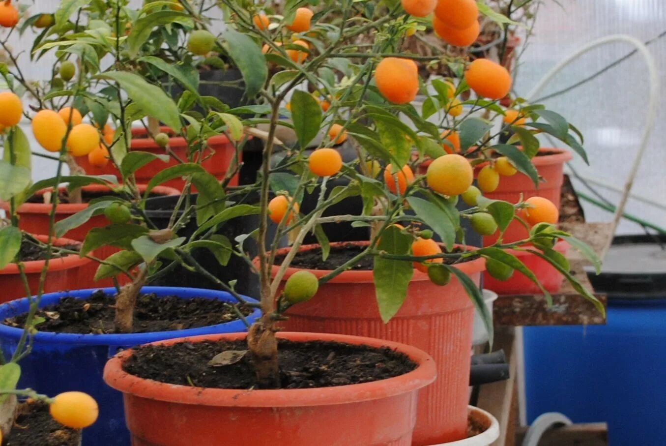 Выращивание домашнего кумквата. Выращивание домашнего кумквата. Кумкват росток. Кумкват маруми. Кумкват растение росток.